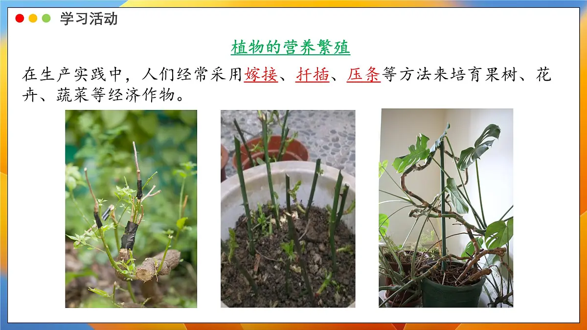 2024-2025学年济南版生物七年级下册 4.1.1 无性生殖保持了生物遗传特征的稳定 课件第5页