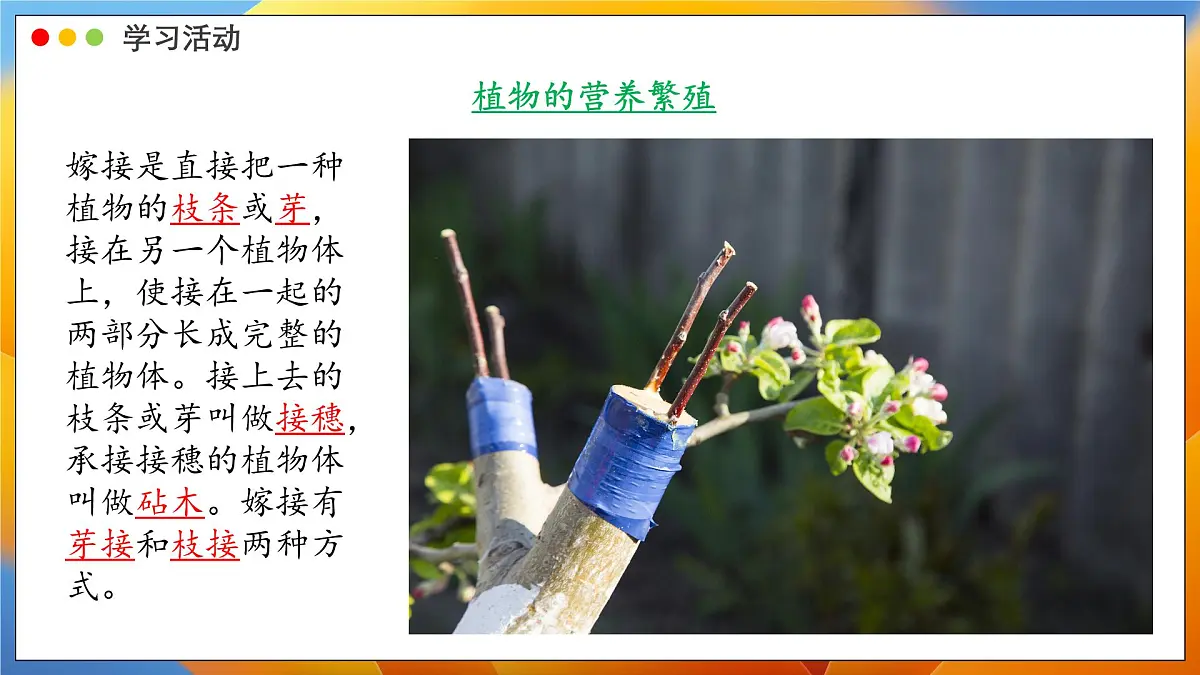 2024-2025学年济南版生物七年级下册 4.1.1 无性生殖保持了生物遗传特征的稳定 课件第6页