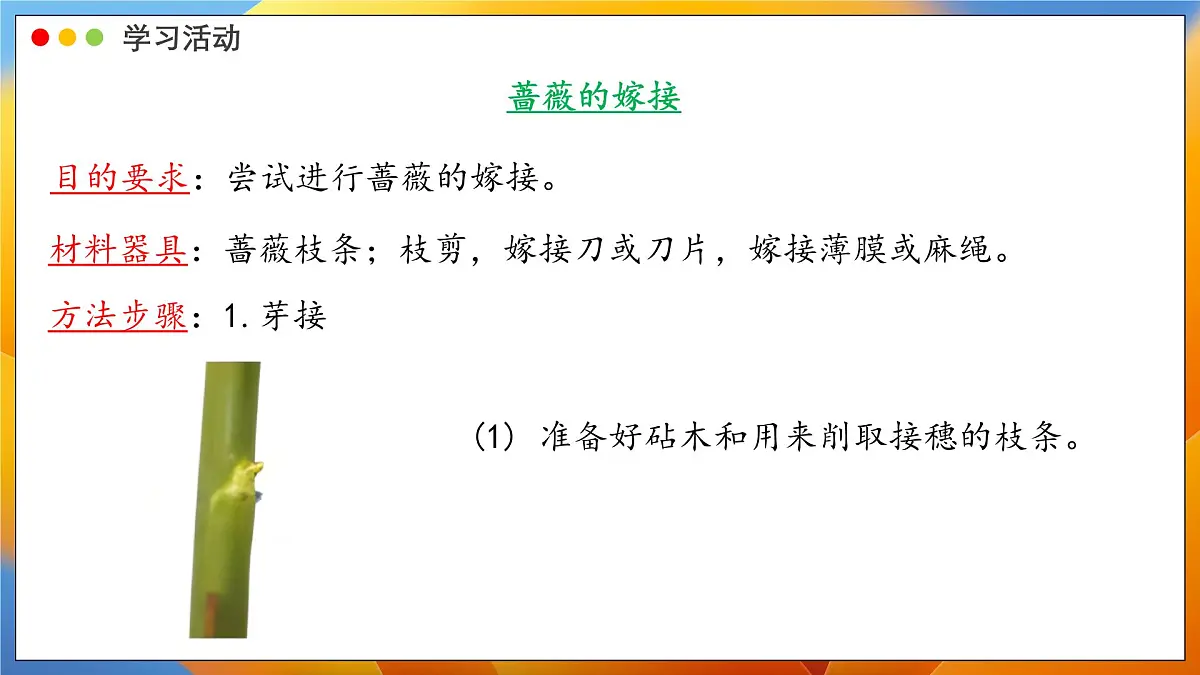2024-2025学年济南版生物七年级下册 4.1.1 无性生殖保持了生物遗传特征的稳定 课件第7页
