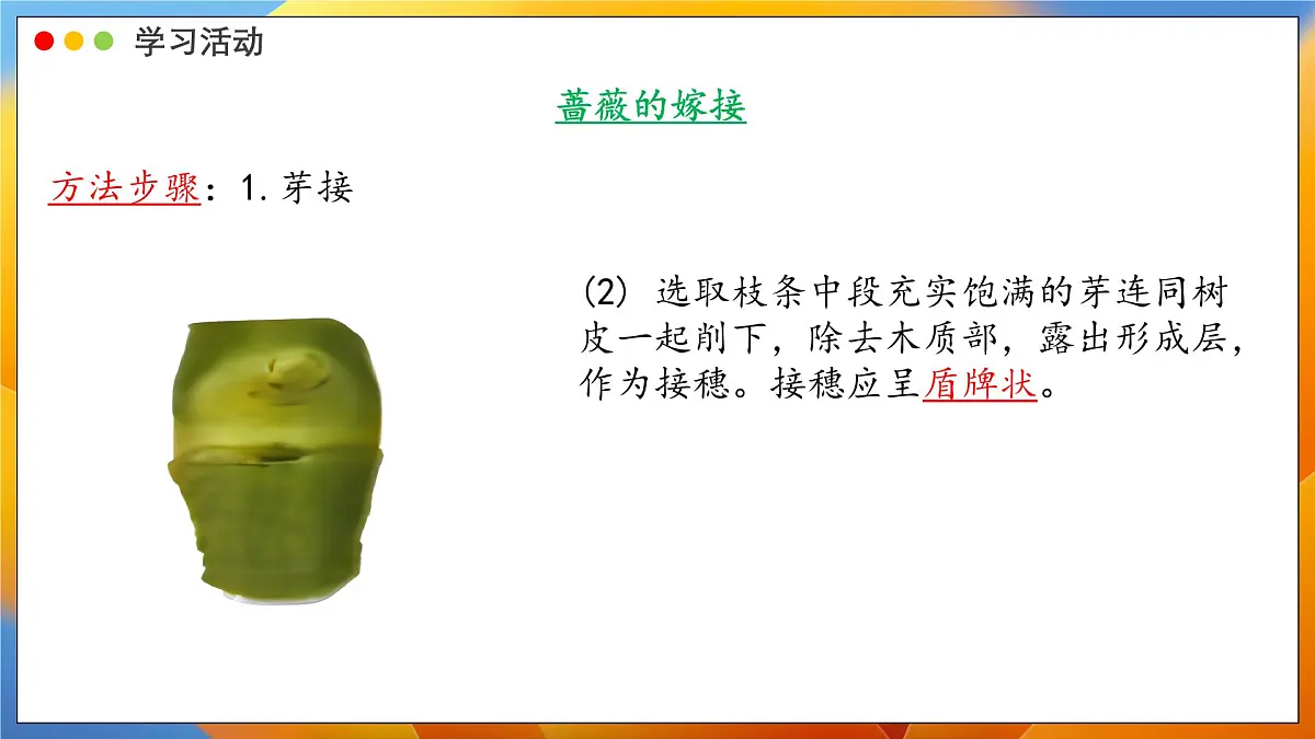 2024-2025学年济南版生物七年级下册 4.1.1 无性生殖保持了生物遗传特征的稳定 课件第8页