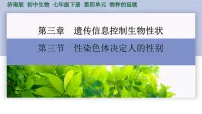 初中生物济南版(2024)七年级下册(2024)性染色体决定人的性别教课内容课件ppt