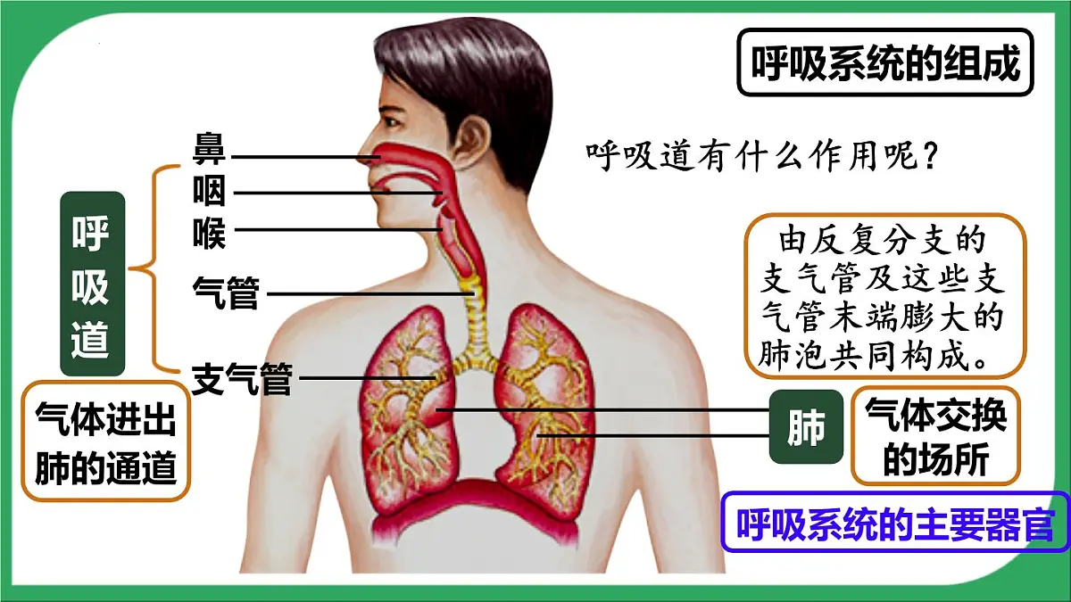 人教版生物七年级下册4.3.1《呼吸道对空气的处理》(教学课件)第4页