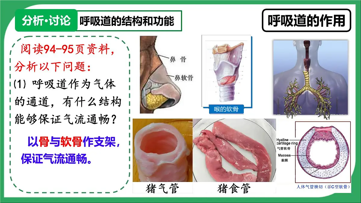 人教版生物七年级下册4.3.1《呼吸道对空气的处理》(教学课件)第5页