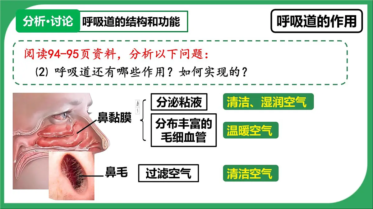 人教版生物七年级下册4.3.1《呼吸道对空气的处理》(教学课件)第6页