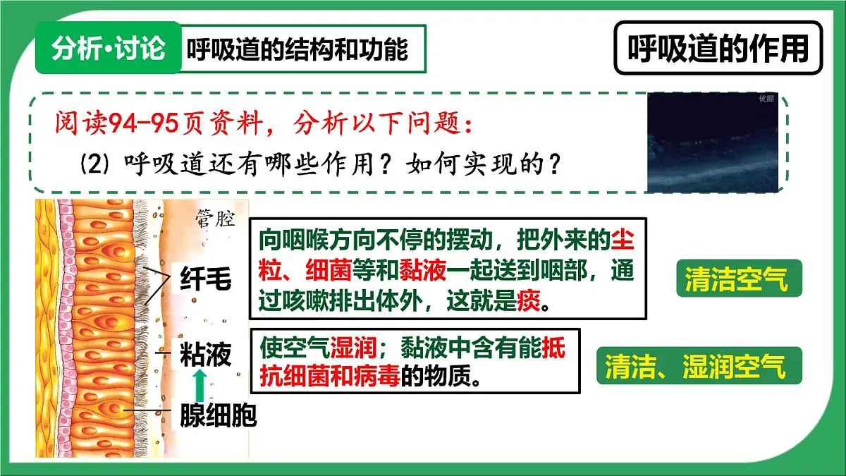 人教版生物七年级下册4.3.1《呼吸道对空气的处理》(教学课件)第7页