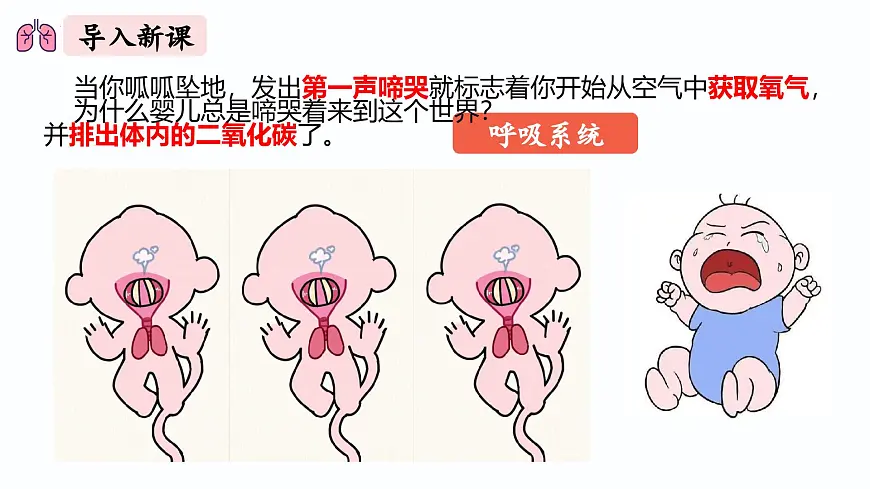人教版生物七年级下册4.3.1《呼吸道对空气的处理》(课件)第2页