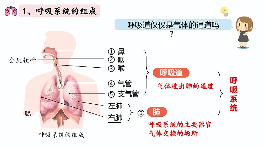 人教版生物七年级下册4.3.1《呼吸道对空气的处理》(课件)第4页