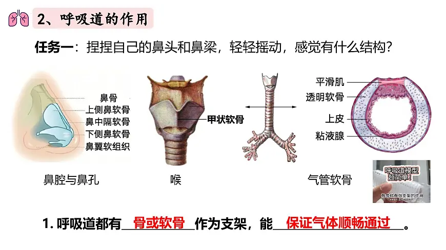 人教版生物七年级下册4.3.1《呼吸道对空气的处理》(课件)第5页