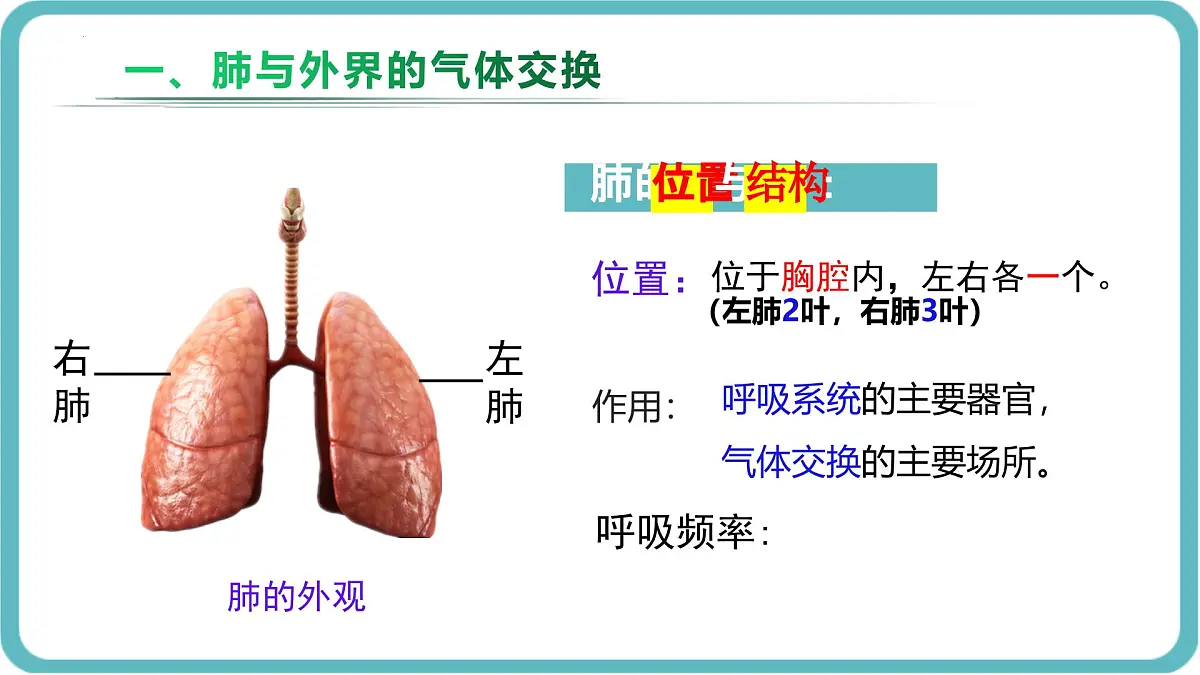 人教版生物七年级下册4.3.2《发生在肺内的气体交换》课件第3页