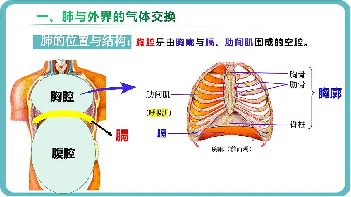 人教版生物七年级下册4.3.2《发生在肺内的气体交换》课件第4页