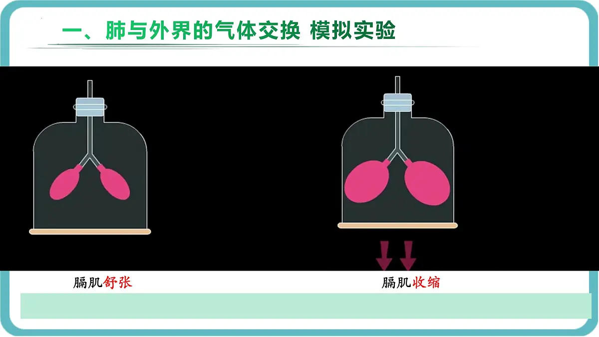 人教版生物七年级下册4.3.2《发生在肺内的气体交换》课件第8页