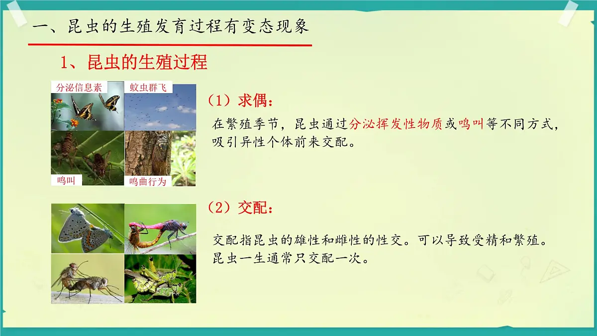 初中生物济南版(2024)七年级下册4.1.2 有性生殖增加了后代的多样性 课件第4页