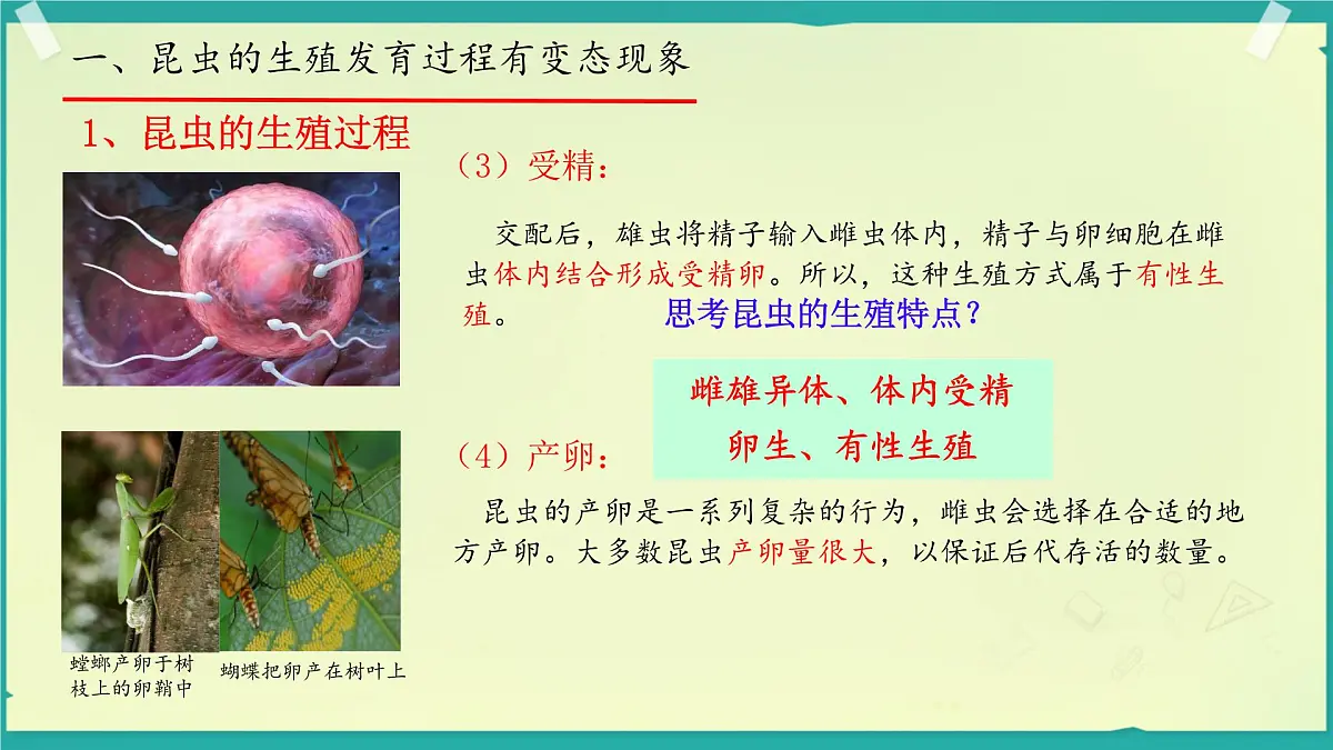 初中生物济南版(2024)七年级下册4.1.2 有性生殖增加了后代的多样性 课件第5页
