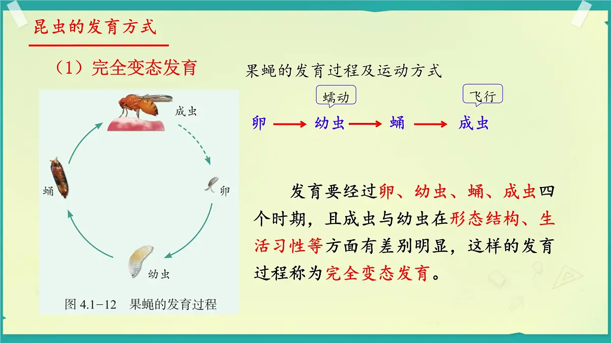 初中生物济南版(2024)七年级下册4.1.2 有性生殖增加了后代的多样性 课件第7页
