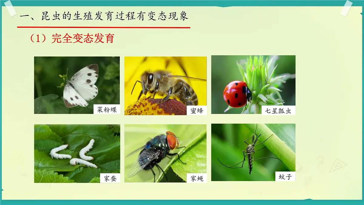 初中生物济南版(2024)七年级下册4.1.2 有性生殖增加了后代的多样性 课件第8页