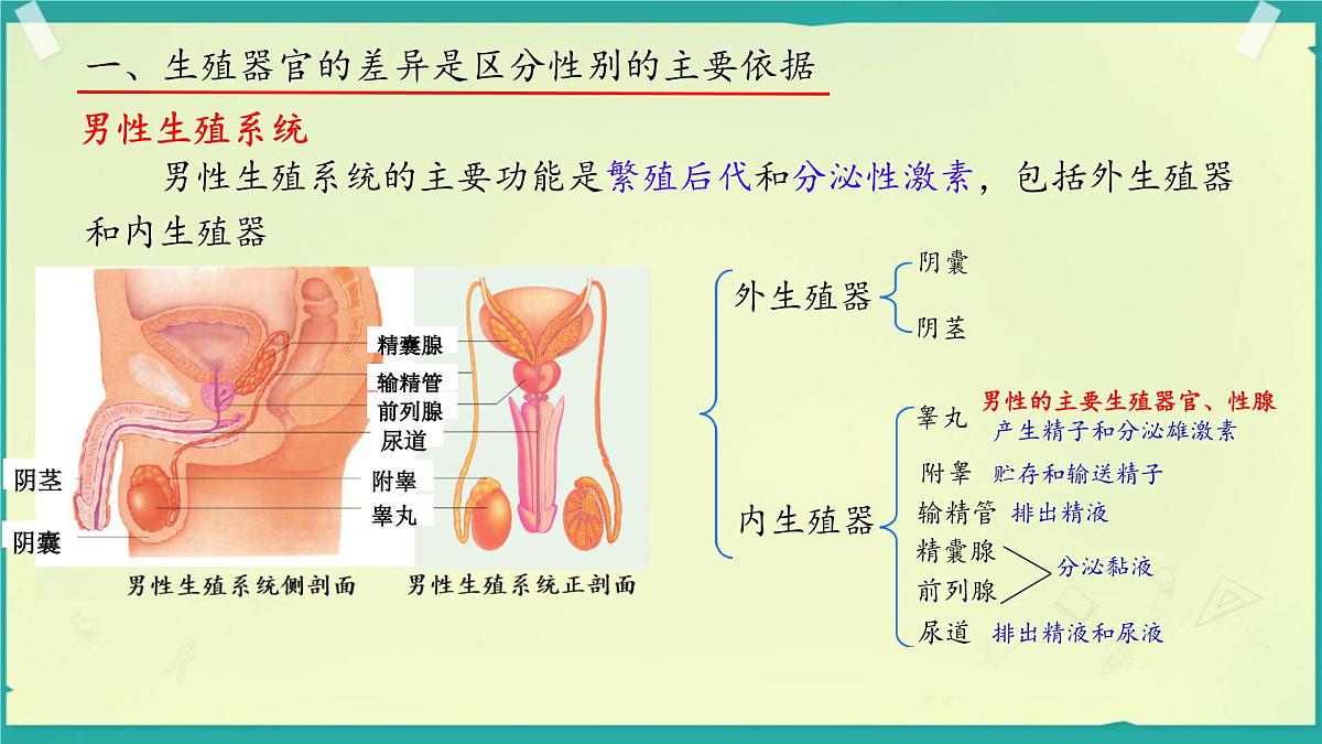 初中生物济南版(2024)七年级下册4.2.1 婴儿从受精卵发育而来 课件第6页