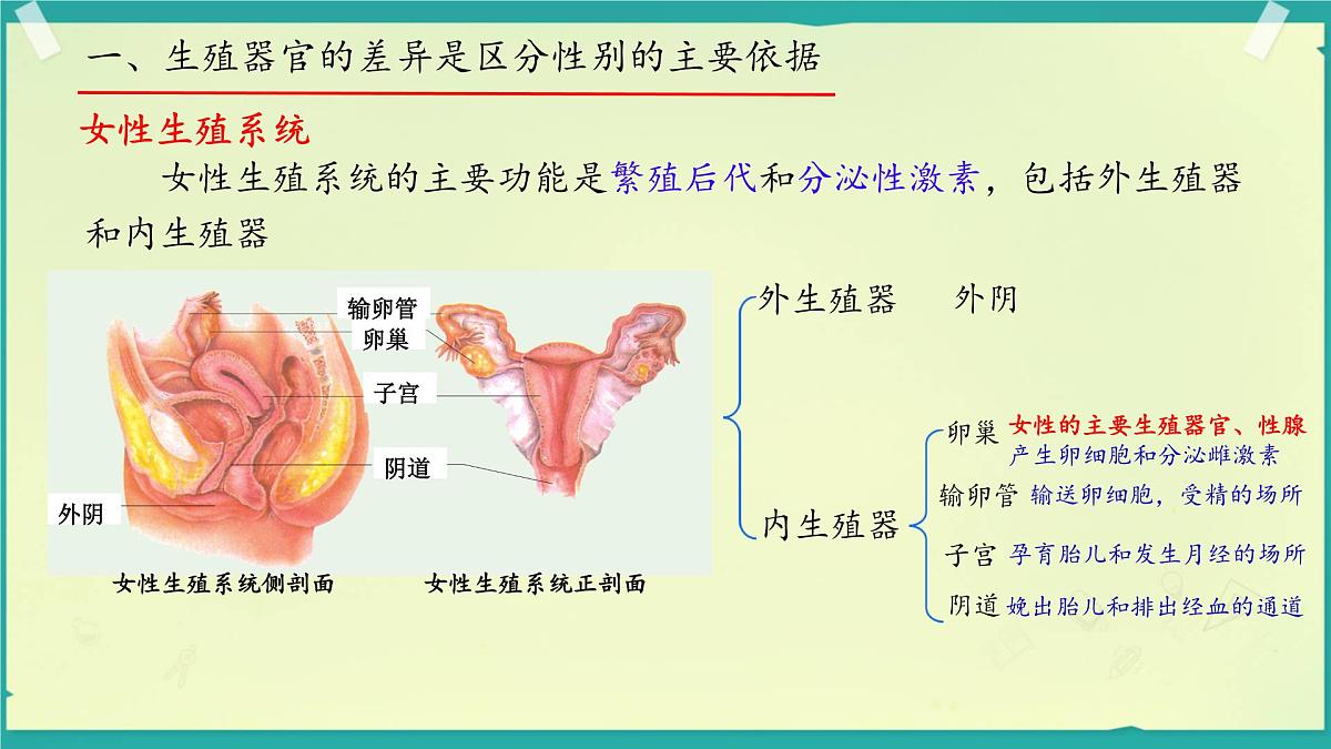 初中生物济南版(2024)七年级下册4.2.1 婴儿从受精卵发育而来 课件第7页
