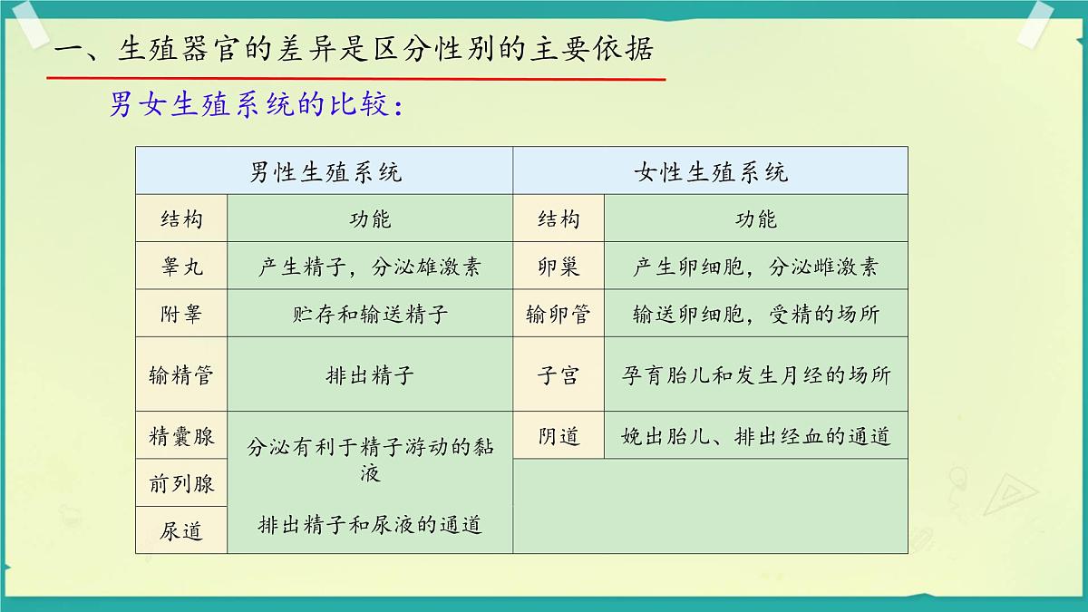初中生物济南版(2024)七年级下册4.2.1 婴儿从受精卵发育而来 课件第8页