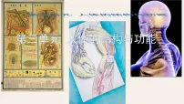 初中生物冀少版（2024）七年级下册（2024）人体生命活动需要的营养物质教案配套课件ppt