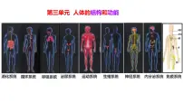 初中生物冀少版（2024）七年级下册（2024）消化系统的组成授课课件ppt