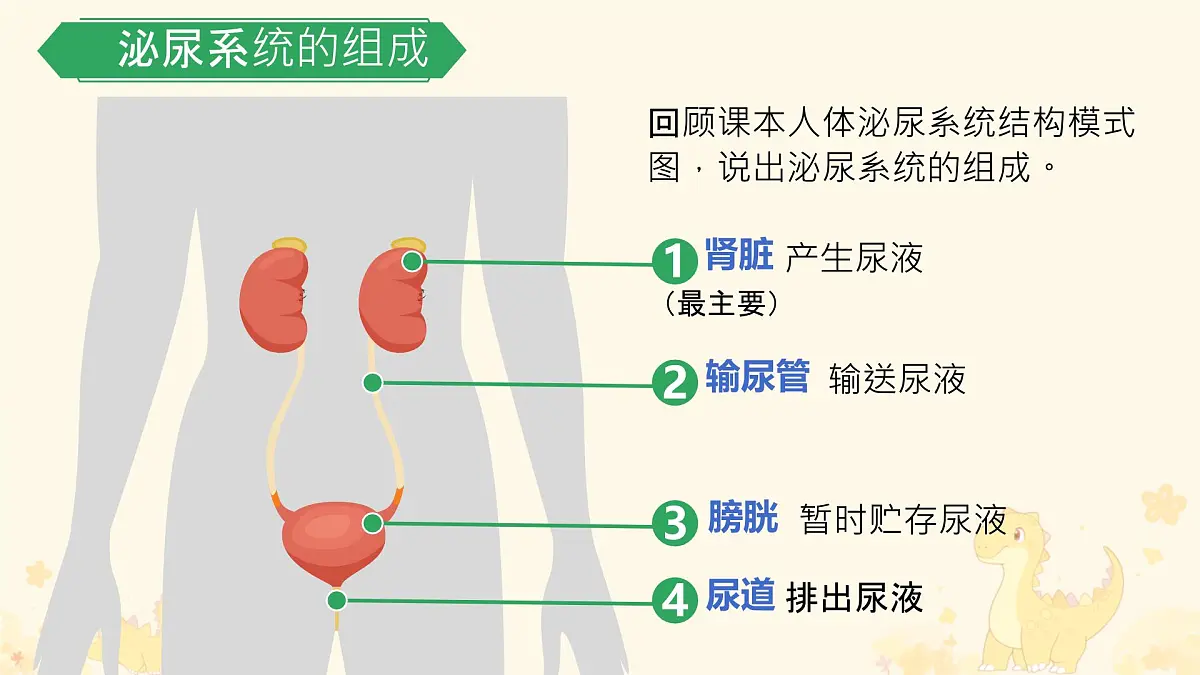 初中生物冀少版(2024)七年级下册3.4.2 尿液的形成和排出 课件第4页
