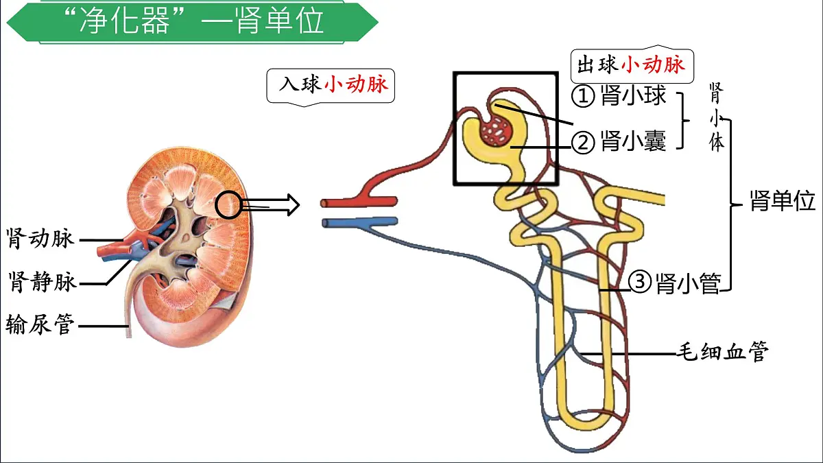 初中生物冀少版(2024)七年级下册3.4.2 尿液的形成和排出 课件第6页