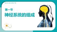 生物七年级下册（2024）神经系统的组成多媒体教学课件ppt