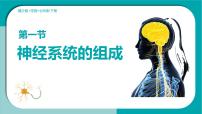 生物七年级下册（2024）神经系统的组成多媒体教学课件ppt