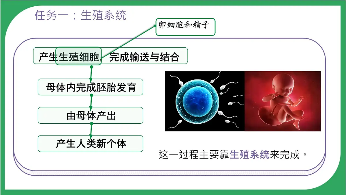 初中生物人教版(2024)七年级下册4.1.1 人的生殖 课件第2页