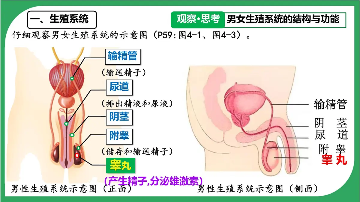 初中生物人教版(2024)七年级下册4.1.1 人的生殖 课件第3页