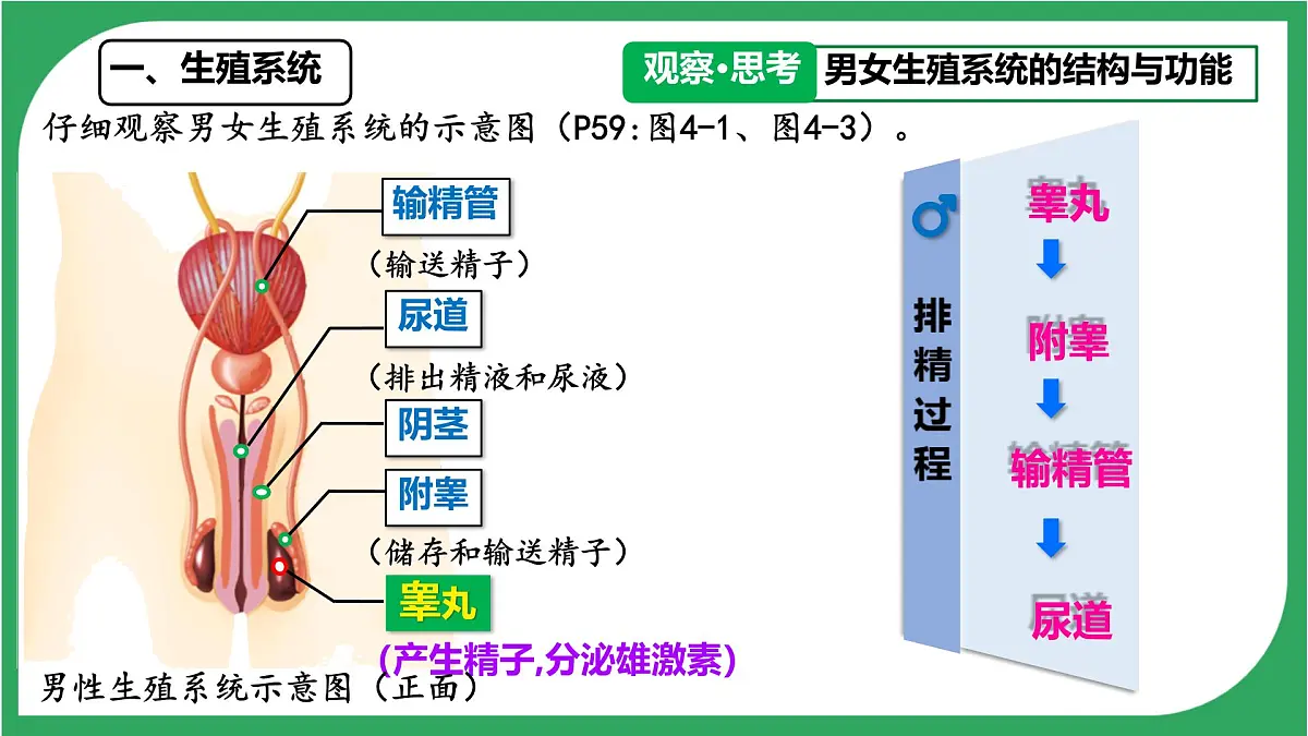 初中生物人教版(2024)七年级下册4.1.1 人的生殖 课件第4页