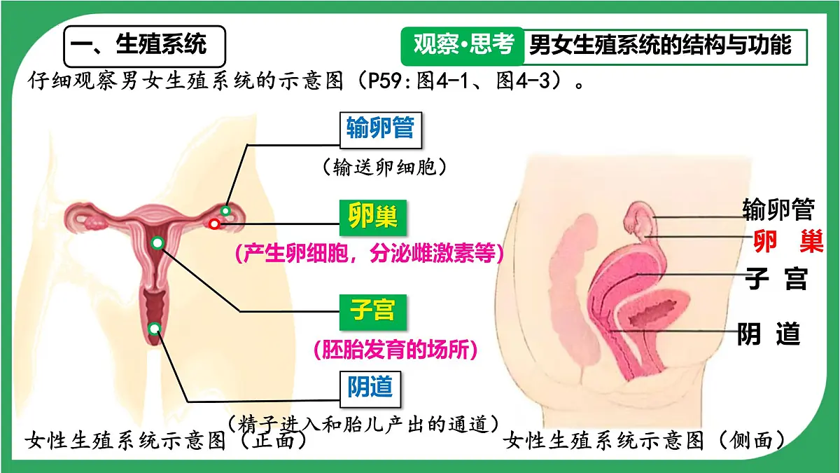 初中生物人教版(2024)七年级下册4.1.1 人的生殖 课件第5页
