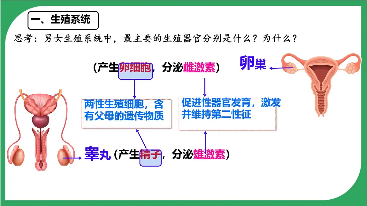 初中生物人教版(2024)七年级下册4.1.1 人的生殖 课件第7页