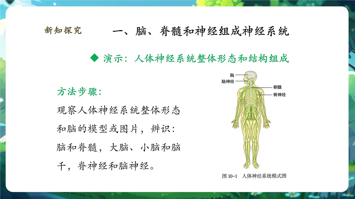 4.10.1.1神经系统与神经调节(第1课时)课件第5页