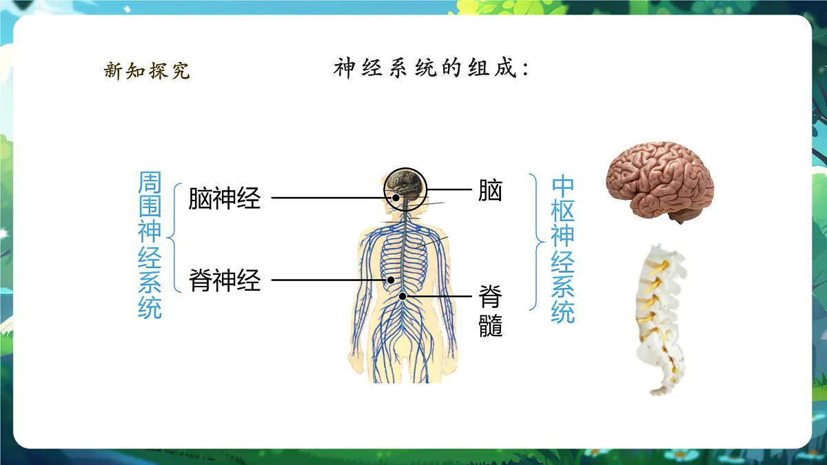 4.10.1.1神经系统与神经调节(第1课时)课件第6页