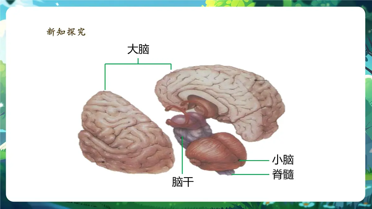 4.10.1.1神经系统与神经调节(第1课时)课件第7页