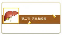 初中生物人教版（2024）七年级下册（2024）消化和吸收背景图ppt课件