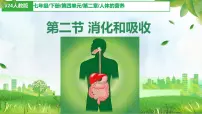 人教版（2024）七年级下册（2024）消化和吸收示范课ppt课件