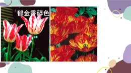 冀少版生物八年級上冊 5.1.2 病毒課件