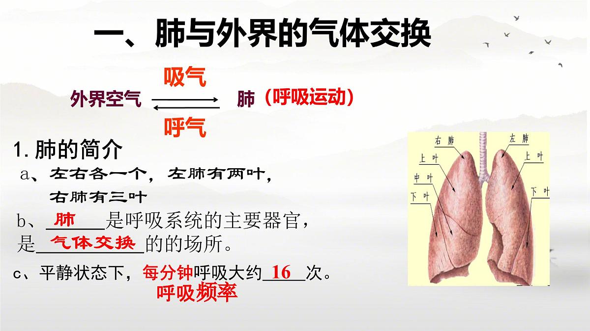 初中生物人教版(2024)七年级下册4.3.2 发生在肺内的气体交换 课件第4页