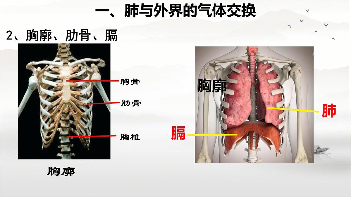初中生物人教版(2024)七年级下册4.3.2 发生在肺内的气体交换 课件第5页