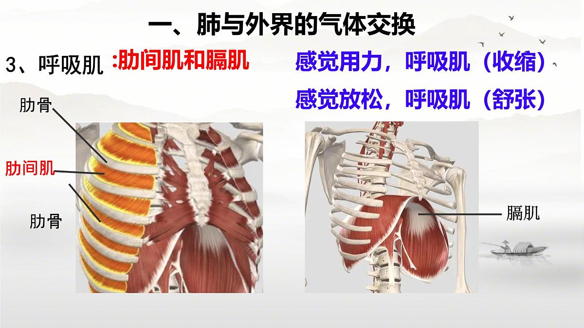 初中生物人教版(2024)七年级下册4.3.2 发生在肺内的气体交换 课件第6页