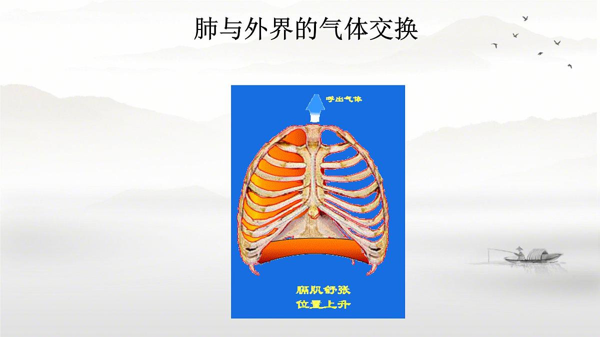 初中生物人教版(2024)七年级下册4.3.2 发生在肺内的气体交换 课件第8页
