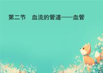 生物七年级下册（2024）血流的管道—血管备课课件ppt