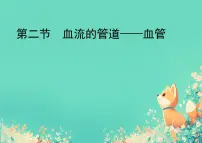 生物七年级下册（2024）血流的管道—血管备课课件ppt