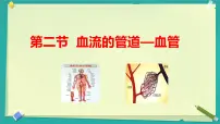 初中生物人教版（2024）七年级下册（2024）血流的管道—血管多媒体教学课件ppt