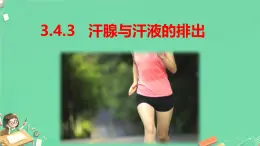 初中生物冀少版（2024）七年級(jí)下冊(cè)3.4.3 汗腺與汗液的排出 課件