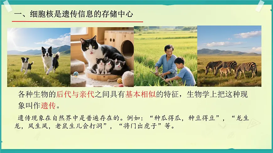 初中生物济南版(2024)七年级下册4.3.1 DNA是主要的遗传物质 课件第4页