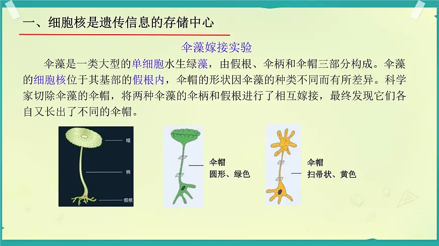 初中生物济南版(2024)七年级下册4.3.1 DNA是主要的遗传物质 课件第5页