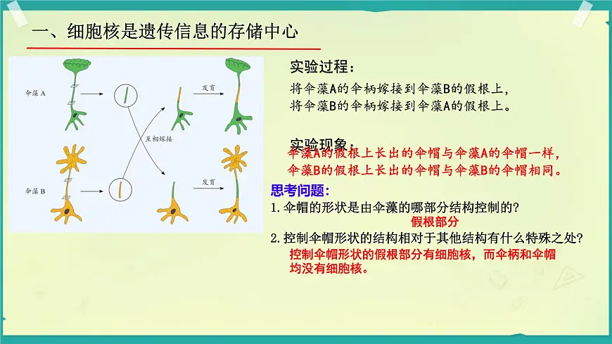 初中生物济南版(2024)七年级下册4.3.1 DNA是主要的遗传物质 课件第6页